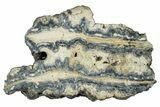 Mammoth Molar Slice With Case - South Carolina #291245-1